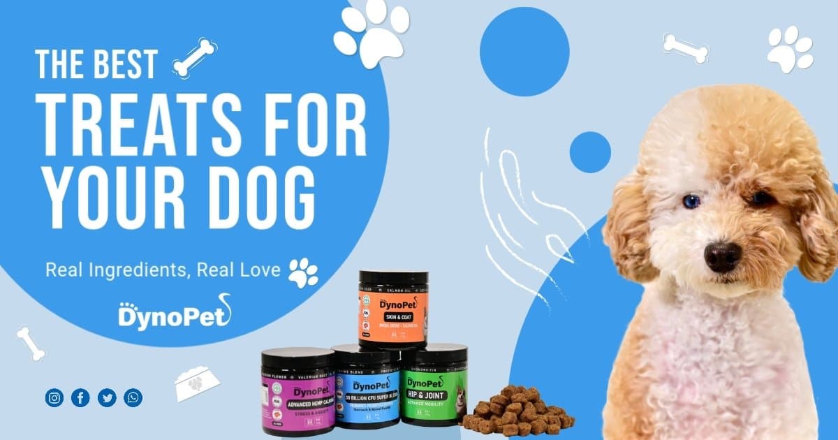 DynoPet - Delicious Treats Made with Love!